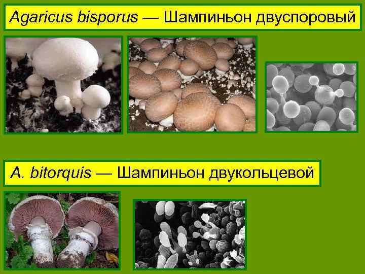 Agaricus bisporus — Шампиньон двуспоровый A. bitorquis — Шампиньон двукольцевой 