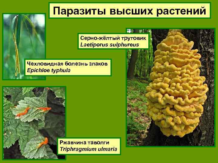 Паразиты высших растений Серно-жёлтый трутовик Laetiporus sulphureus Чехловидная болезнь злаков Epichloe typhula Ржавчина таволги
