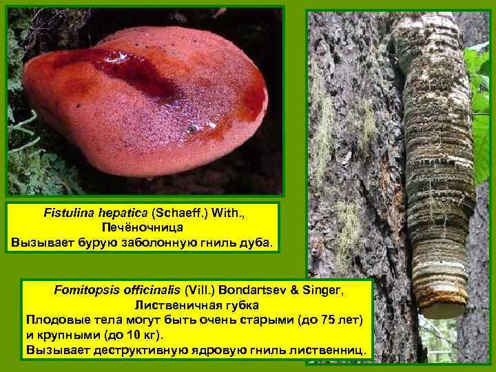 Fistulina hepatica (Schaeff. ) With. , Печёночница Вызывает бурую заболонную гниль дуба. Fomitopsis officinalis