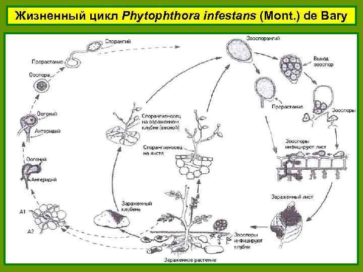 Жизненный цикл Phytophthora infestans (Mont. ) de Bary 