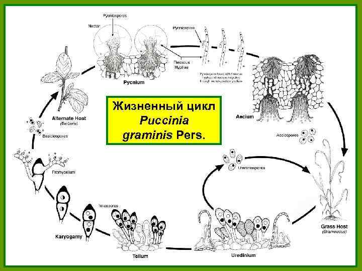 Жизненный цикл Puccinia graminis Pers. 
