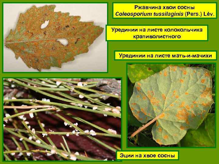 Ржавчина хвои сосны Coleosporium tussilaginis (Pers. ) Lév. Урединии на листе колокольчика крапиволистного Урединии