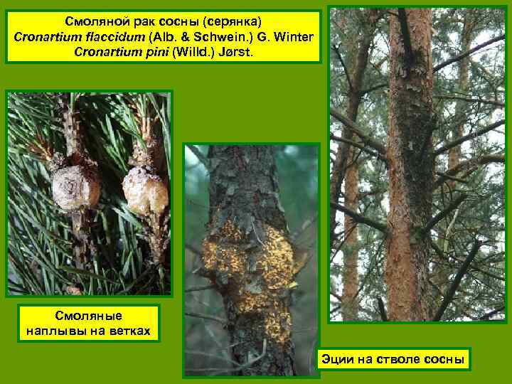 Смоляной рак сосны (серянка) Cronartium flaccidum (Alb. & Schwein. ) G. Winter Cronartium pini
