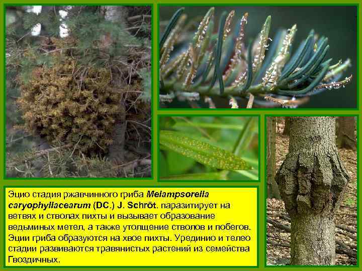 Эцио стадия ржавчинного гриба Melampsorella caryophyllacearum (DC. ) J. Schröt. паразитирует на ветвях и