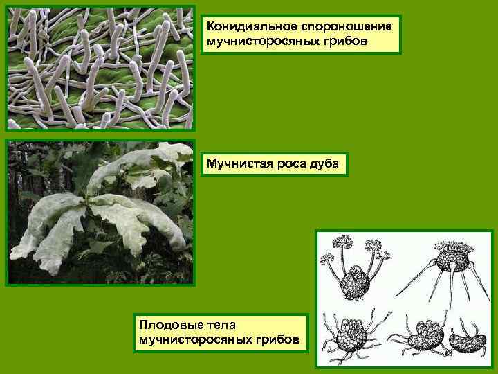 Конидиальное спороношение мучнисторосяных грибов Мучнистая роса дуба Плодовые тела мучнисторосяных грибов 