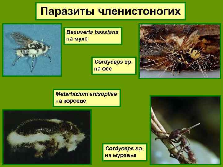 Паразиты членистоногих Beauveria bassiana на мухе Cordyceps sp. на осе Metarhizium anisopliae на короеде