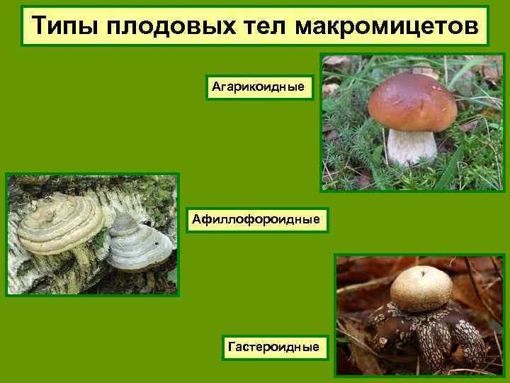 Типы плодовых тел макромицетов Агарикоидные Афиллофороидные Гастероидные 