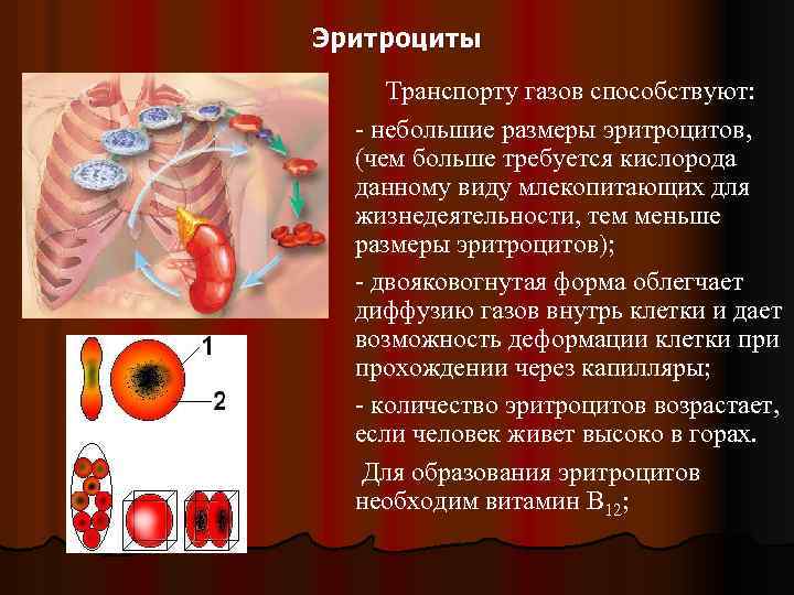 Размер эритроцита