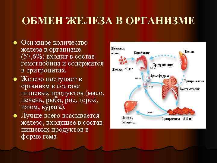 Печень и железо в крови. Обмен железа в организме. Схема обмена железа в организме. Обмен железа в организме физиология. Метаболизм железа в организме.