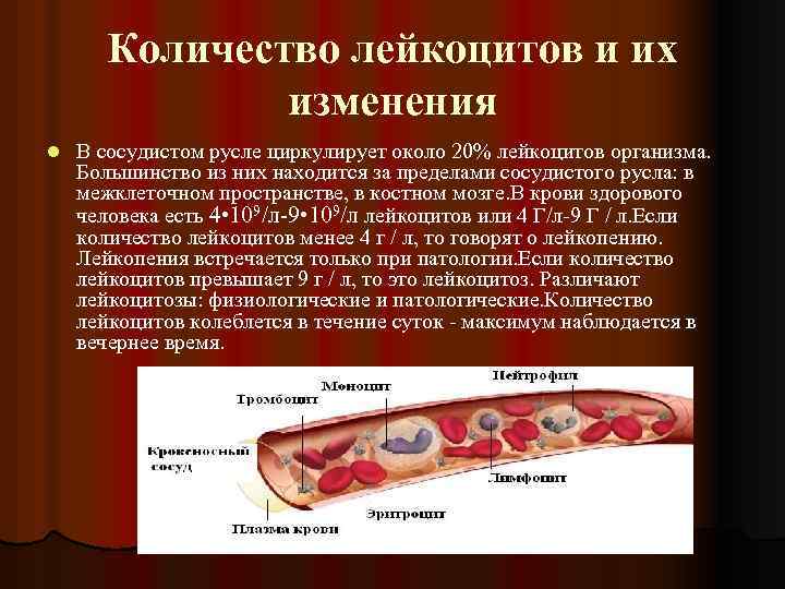 Большое количество крови в организме. Кровь зеркало организма. Жиры могут циркулировать в крови. Кровь зеркало организма проект. Число лейкоцитов в теле.