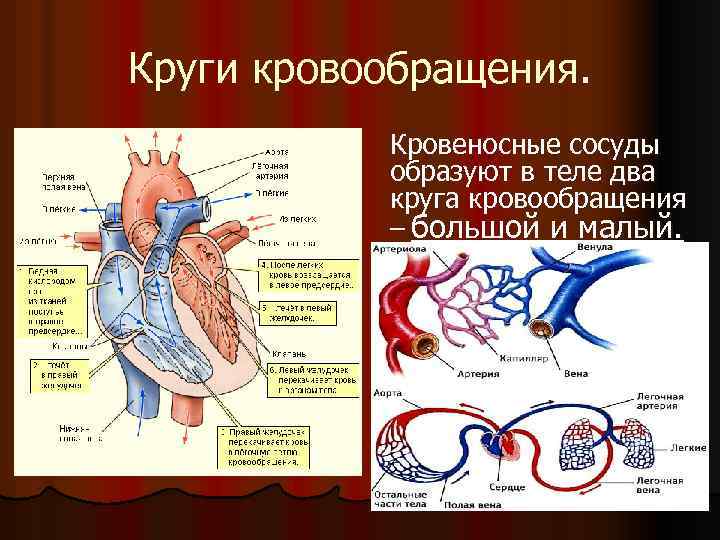 Внутренняя среда организма и кровообращение контрольная работа