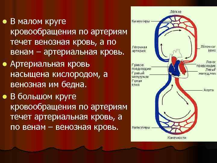 Кровь течет по трем кругам кровообращения