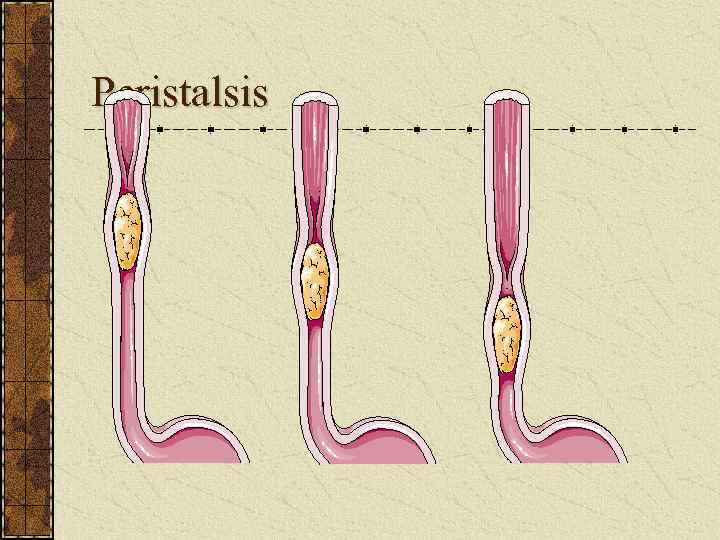 Peristalsis 