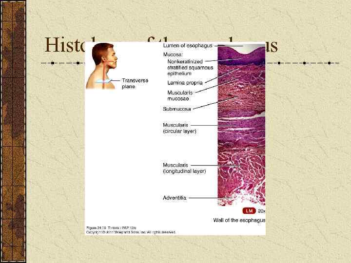 Histology of the esophagus 