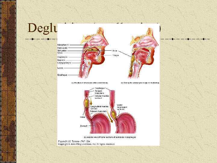 Deglutition (swallowing) 