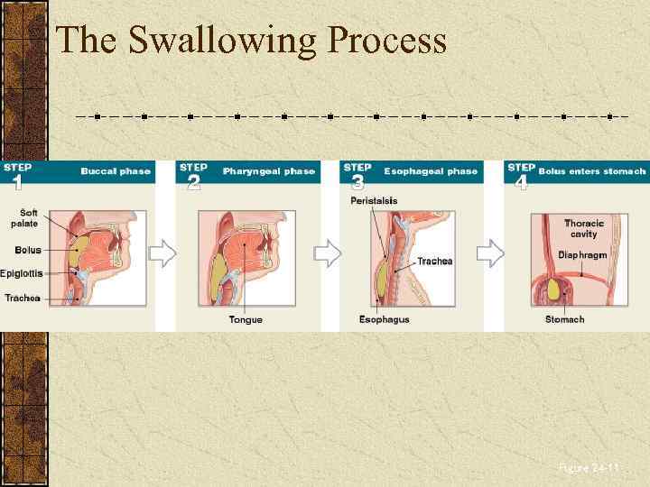 The Swallowing Process Figure 24– 11 