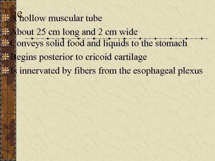 The Esophagus tube A hollow muscular About 25 cm long and 2 cm wide