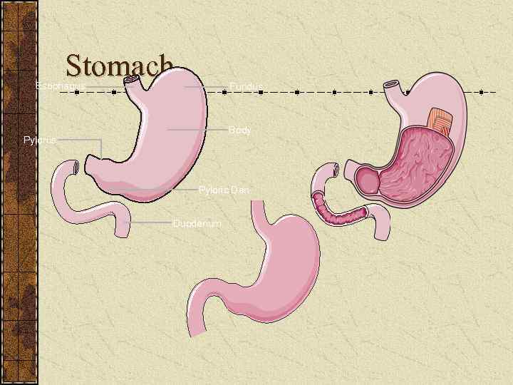 Stomach Esophagus Fundus Body Pylorus Pyloric Den Duodenum 