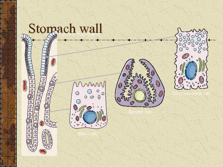 Stomach wall Fundus membrane Mucous neck cell Border cell Main cell 