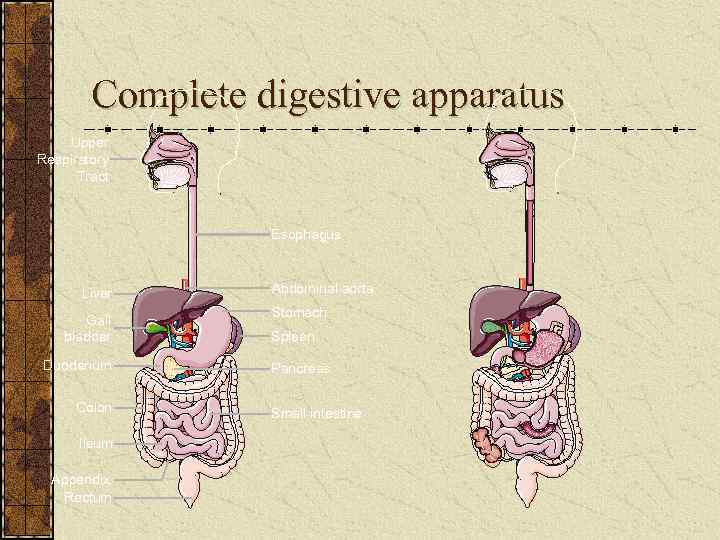 Complete digestive apparatus Upper Respiratory Tract Esophagus Liver Gall bladder Duodenum Colon Ileum Appendix