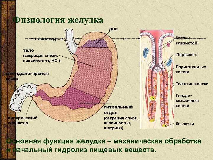 Функциями и клетками слизистой оболочки желудка. Физиологические функции желудка. Физиологическая роль клеток слизистой желудка. Двенадцатиперстная кишка орган ЖКТ.