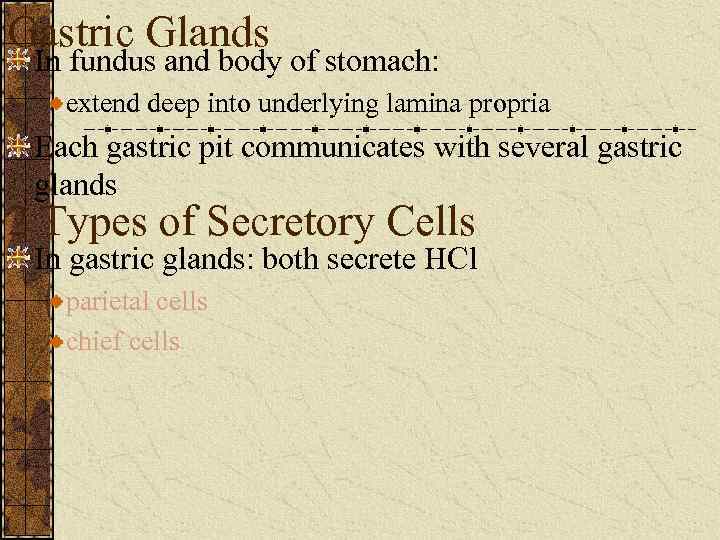 Gastric Glands In fundus and body of stomach: extend deep into underlying lamina propria