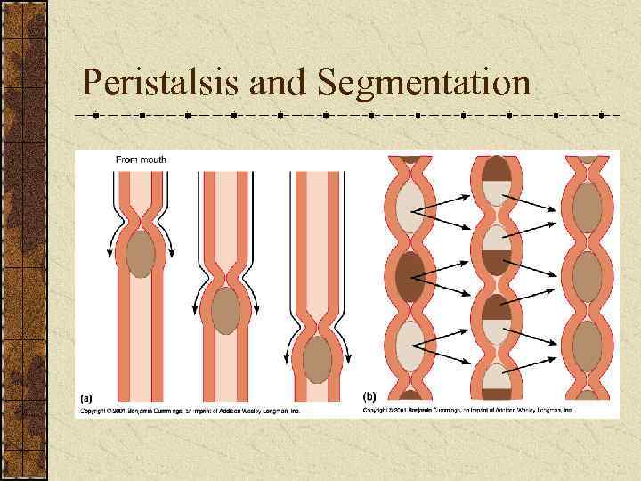 Peristalsis and Segmentation 