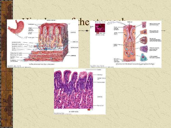 Histology of the stomach 