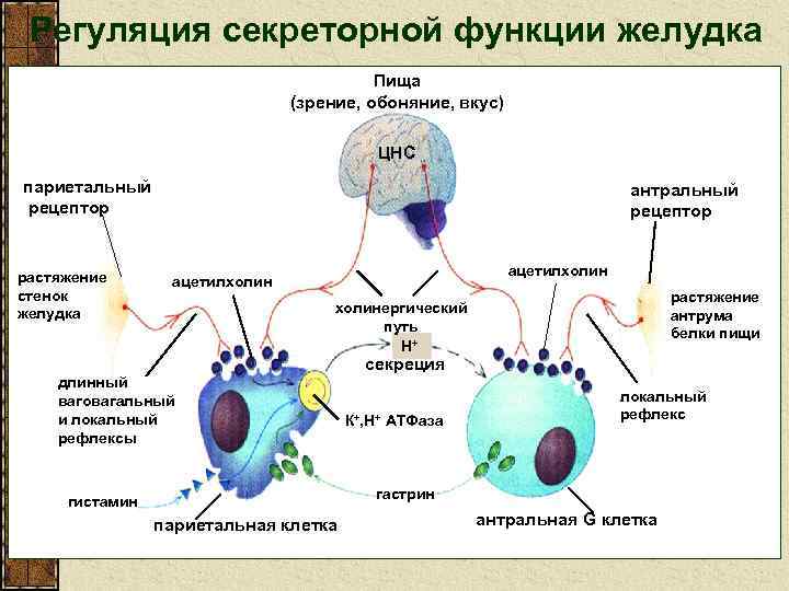 Регуляция секреторной функции желудка Пища (зрение, обоняние, вкус) ЦНС париетальный рецептор растяжение стенок желудка