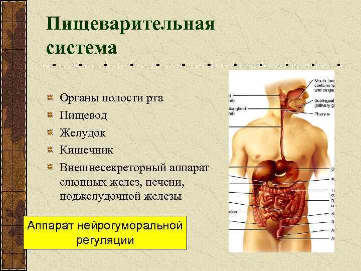 Пищеварительная система Органы полости рта Пищевод Желудок Кишечник Внешнесекреторный аппарат слюнных желез, печени, поджелудочной