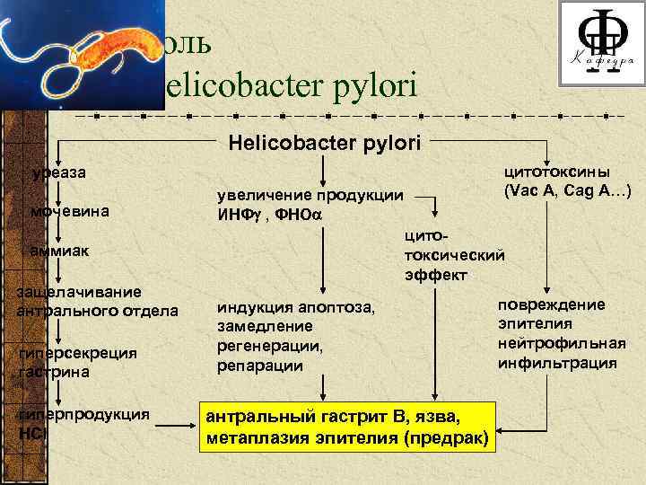 Роль Helicobacter pylori цитотоксины (Vac A, Cag A…) уреаза мочевина увеличение продукции ИНФ ,