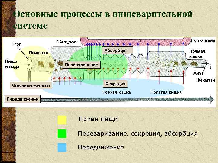 Основные процессы в пищеварительной системе Полая вена Желудок Рот Абсорбция Пищевод Пища и вода