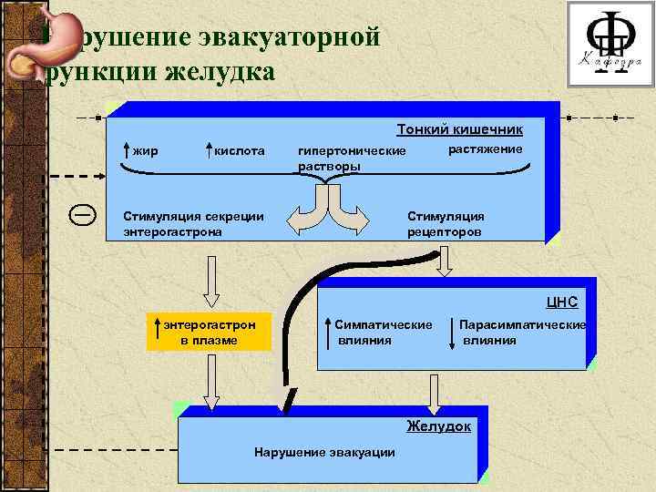 Нарушение эвакуаторной функции желудка Тонкий кишечник жир кислота растяжение гипертонические растворы Стимуляция секреции энтерогастрона