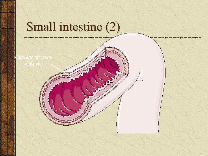 Small intestine (2) Circular creases with villi 