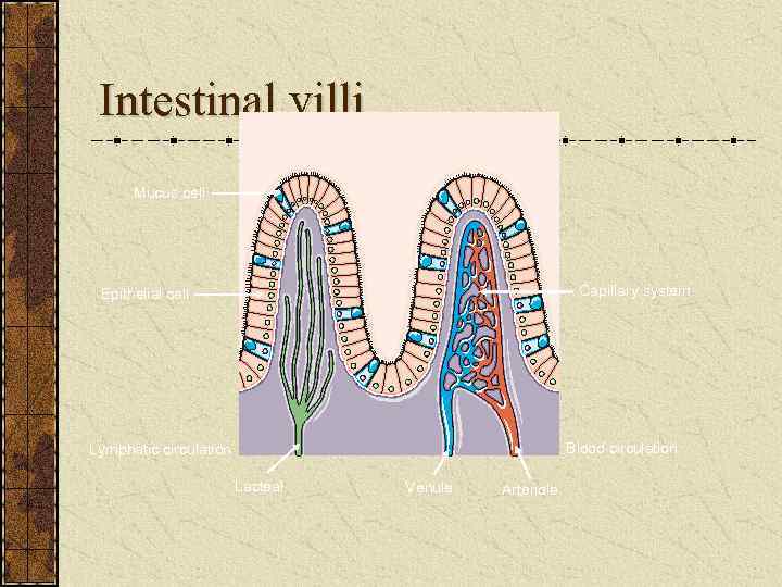 Intestinal villi Mucus cell Capillary system Epithelial cell Blood circulation Lymphatic circulation Lacteal Venule