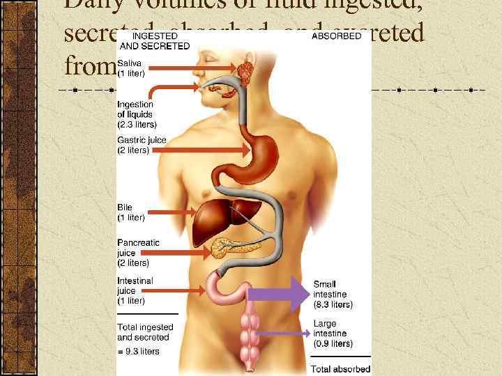 Daily volumes of fluid ingested, secreted, absorbed, and excreted from the GI tract 