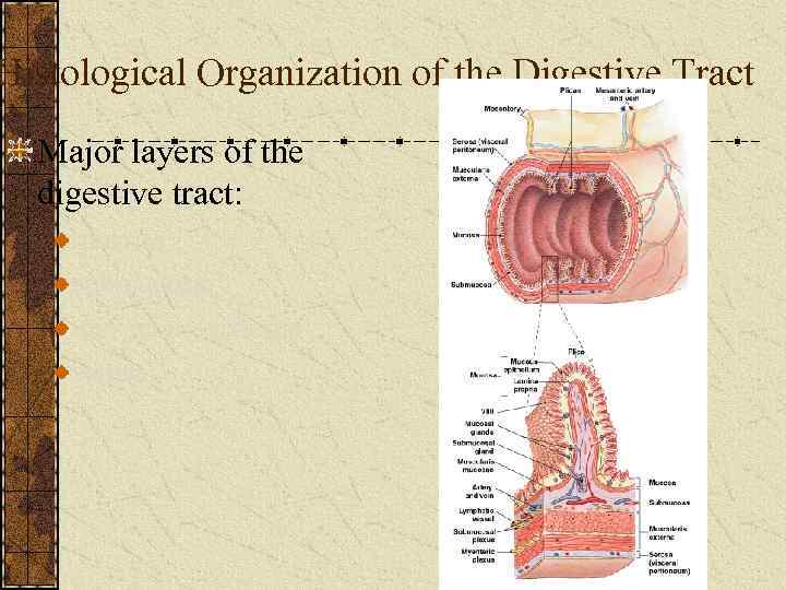 Histological Organization of the Digestive Tract Major layers of the digestive tract: mucosa submucosa