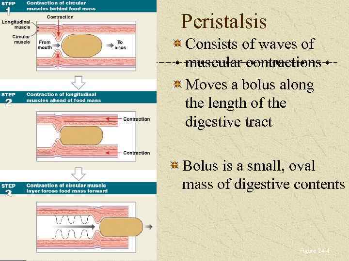 Peristalsis Consists of waves of muscular contractions Moves a bolus along the length of