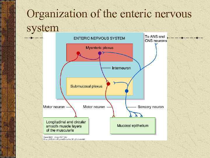 Organization of the enteric nervous system 