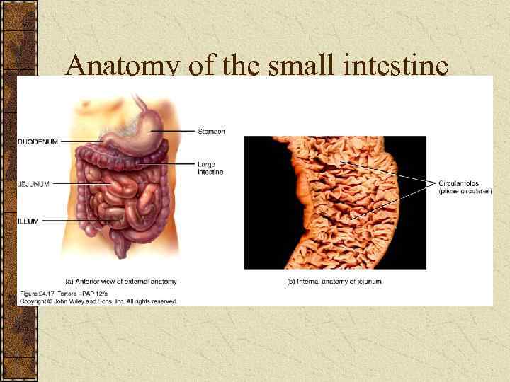 Anatomy of the small intestine 