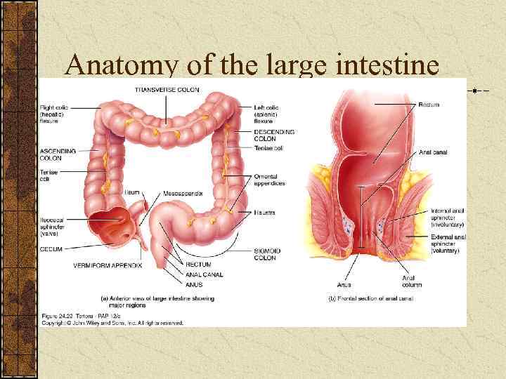 Anatomy of the large intestine 