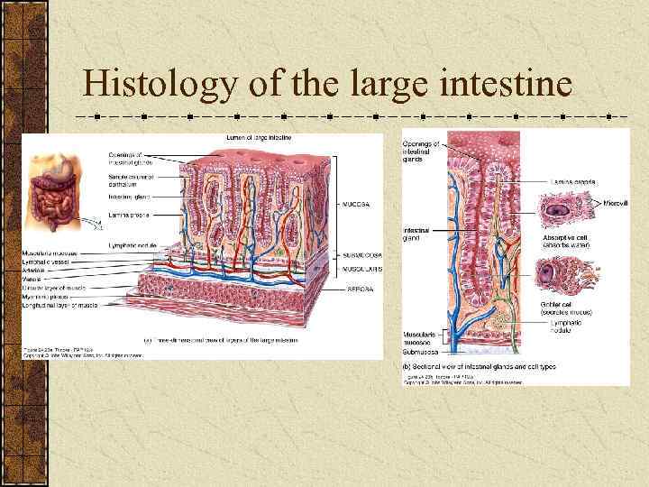 Histology of the large intestine 