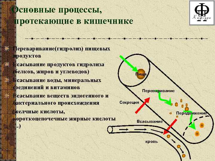 Основные процессы, протекающие в кишечнике Переваривание(гидролиз) пищевых продуктов Всасывание продуктов гидролиза (белков, жиров и