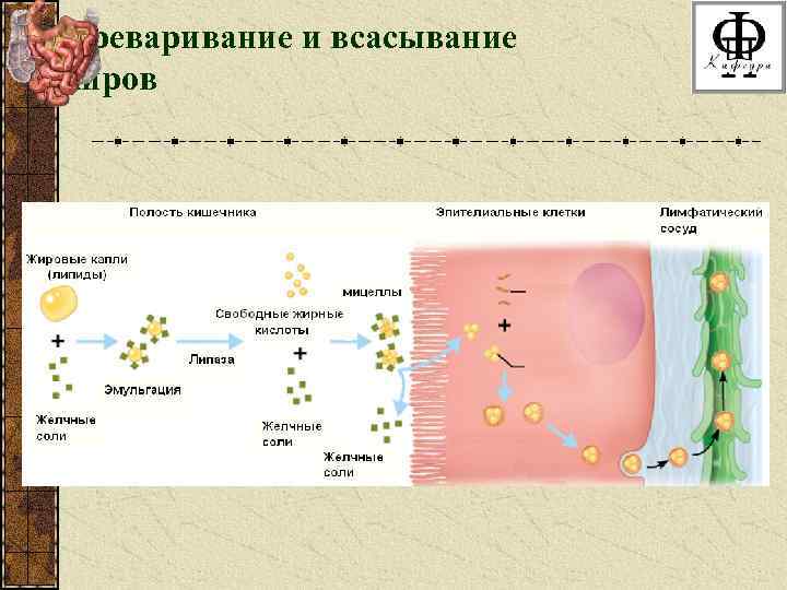 Переваривание и всасывание жиров 