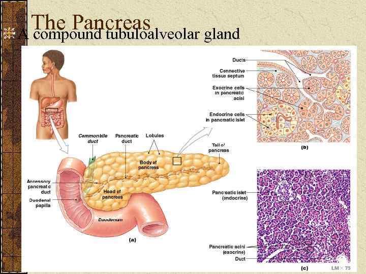 The Pancreas A compound tubuloalveolar gland Figure 24– 18 