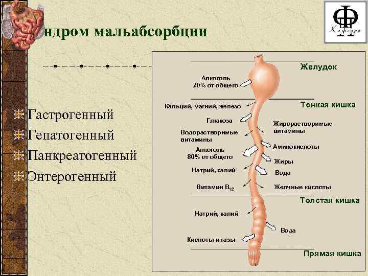 Синдром мальабсорбции Желудок Алкоголь 20% от общего Гастрогенный Гепатогенный Панкреатогенный Энтерогенный Тонкая кишка Кальций,