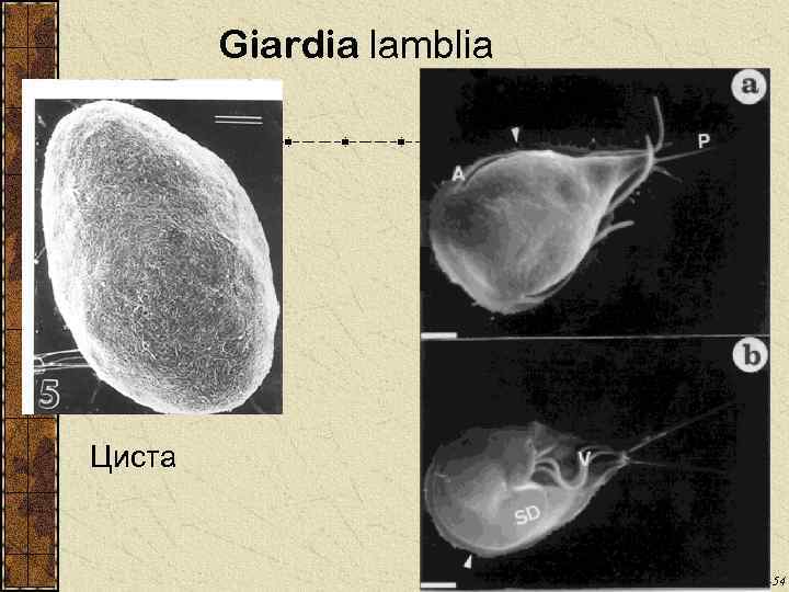 Giardia lamblia Циста Clinical Microbiology Reviews, 13, p. 35 -54 