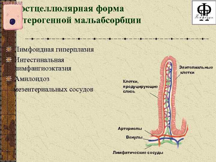 Постцеллюлярная форма энтерогенной мальабсорбции Лимфоидная гиперплазия Интестинальная лимфангиоэктазия Амилоидоз мезентериальных сосудов Эпителиальные клетки Клетки,