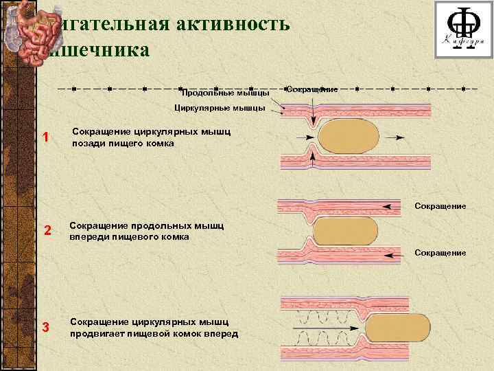 Двигательная активность кишечника Продольные мышцы Сокращение Циркулярные мышцы 1 Сокращение циркулярных мышц позади пищего