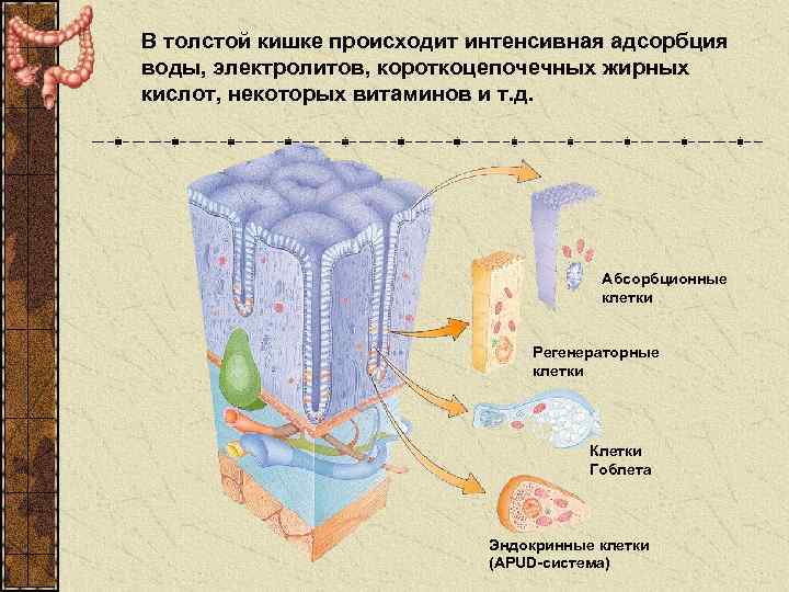 В толстой кишке происходит интенсивная адсорбция воды, электролитов, короткоцепочечных жирных кислот, некоторых витаминов и